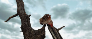 A lizard head impaled on the spikeof a tree