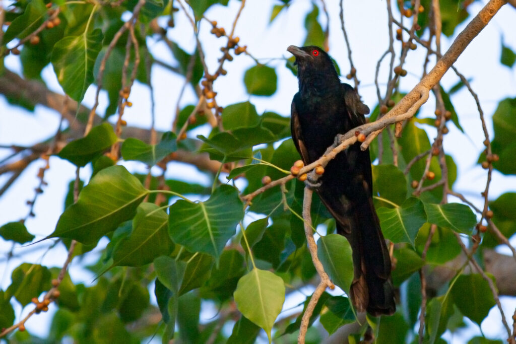 Male Koel in the branches