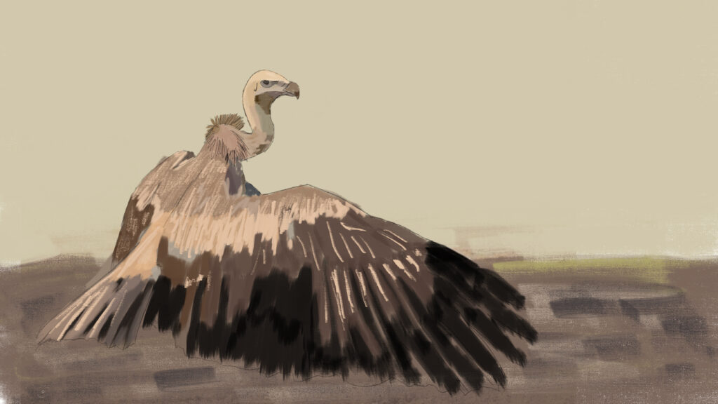 Painting of a Indian Vulture on the ground